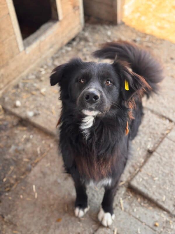 CASSIAN (♂) – Bild 2