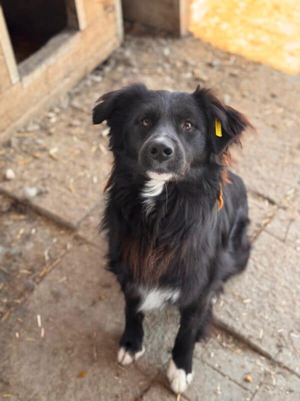 CASSIAN (♂) – Bild 3