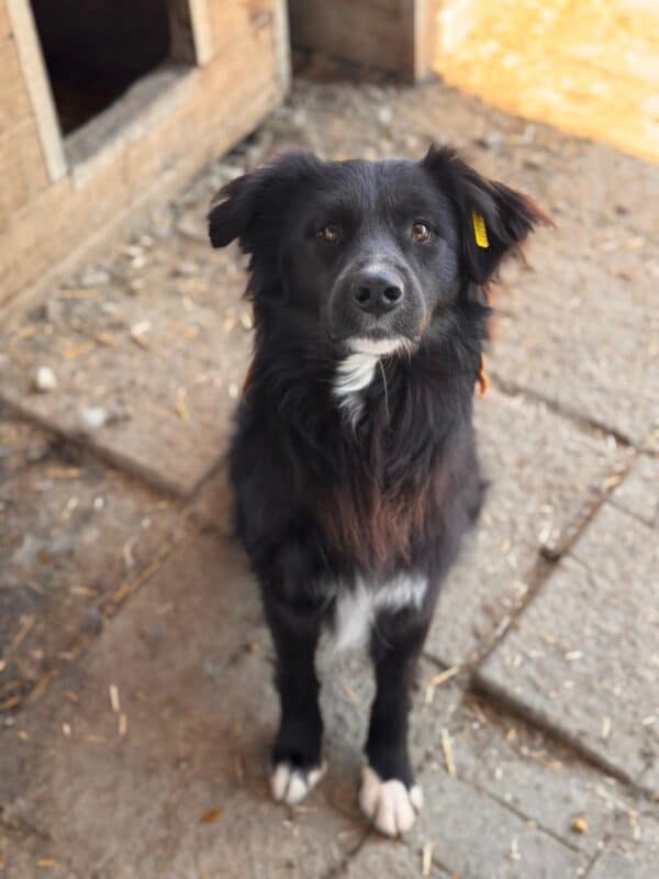 CASSIAN (♂) – Bild 4