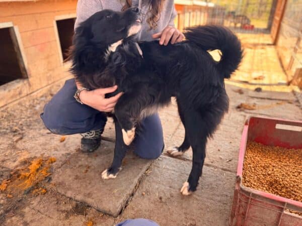 CASSIAN (♂) – Bild 6