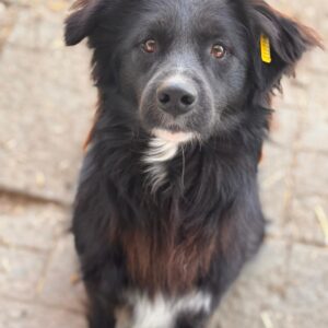 CASSIAN (♂) - auf PS im PLZ Bereich 86 (NE)