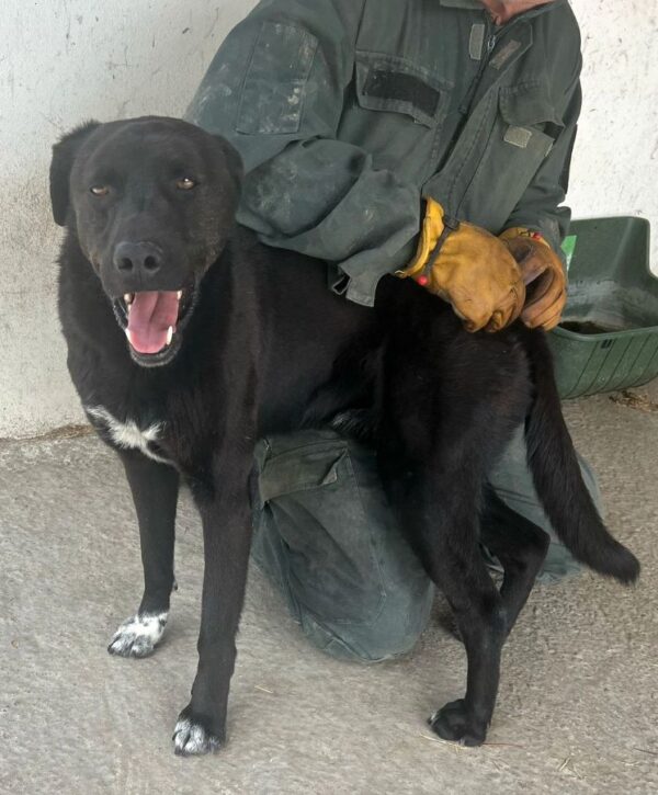 BLACKIE (♂) - seit März 2021 im Shelter – Bild 2