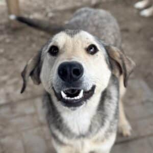 BABU (♂) - sollte dringend ausreisen