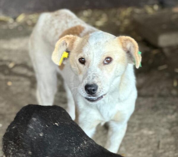 ALFIE (♂) - ausgereist zur Tierhilfe Lebenswert (AM) – Bild 3