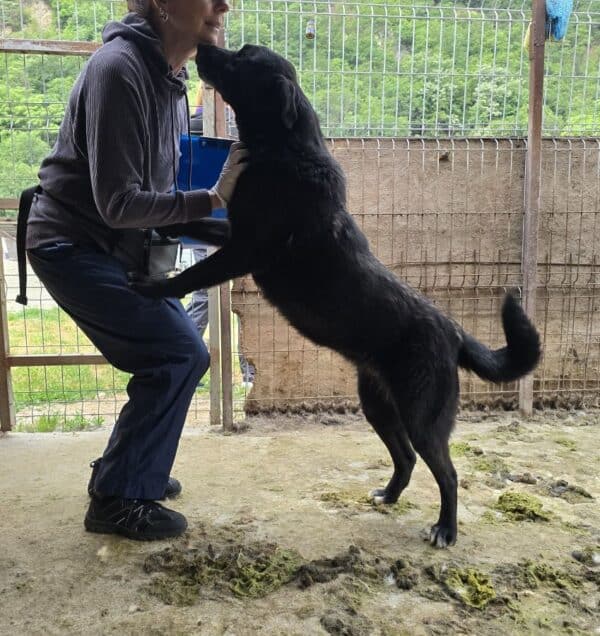 ALEIKA (♀) - sehr verzweifelt - leidet im Shelter – Bild 4