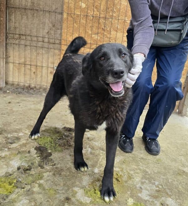 ALEIKA (♀) - sehr verzweifelt - leidet im Shelter – Bild 2