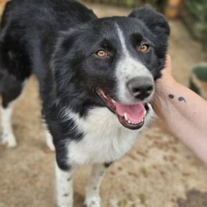 FRONI (♀) - ausgereist zum TST Rösrath (AL)