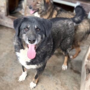 MANKAT (♂) - seit mind. 2021 im Shelter