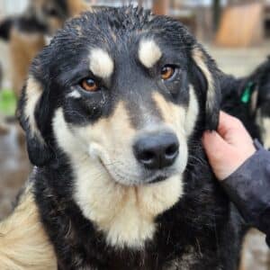 ZORA (♀) - Probleme mit der Hinterhand - sollte dringend reisen!