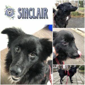 SINCLAIR (♂) in 86830 Schwabmünchen - vermittelt