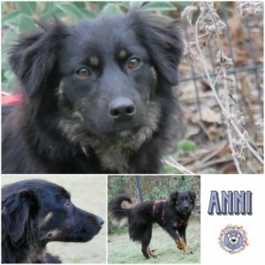 ANNI (♀) in 21493 Möhnsen - vermittelt