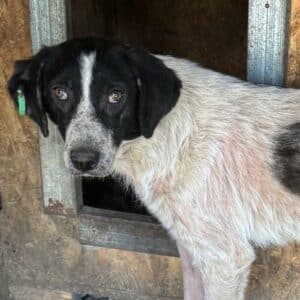 ALIKI (♀) - NOTFALL - starke Hautprobleme (11/25)