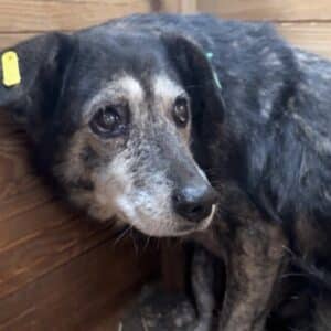 SEDA (♀) - völlig fertig und resigniert