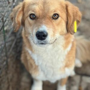 JODY (♀) - ausgereist zur Tierhilfe Lebenswert DR 31.01.25