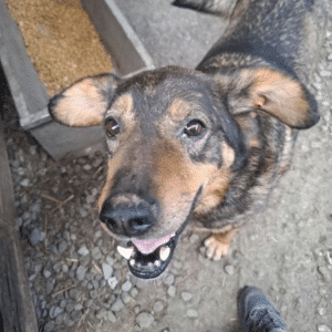BEELO (♂) - seel. NOTFALL - leidet sehr im Shelter - dringend Platz gesucht!