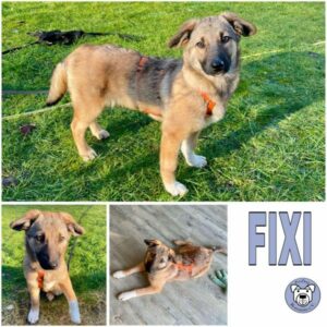 FIXI (♀) in 49716 Meppen - vermittelt