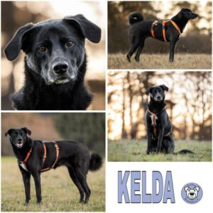 KELDA (♀) in 75378 Bad Liebenzell
