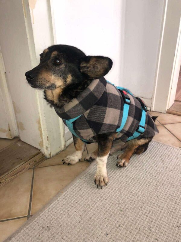 HILDOR - Gnadenplatzhund seit dem 14.02.2025 – Bild 10