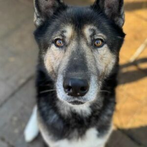 AJANI (♂) - RBB 02/25