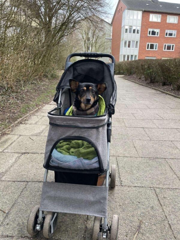 HILDOR - Gnadenplatzhund seit dem 14.02.2025 – Bild 3