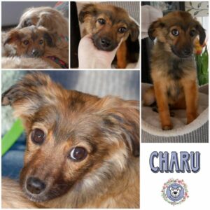 CHARU (♀) in 21493 Möhnsen - vermittelt