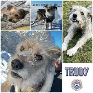 TRUDY (♀) in 15306 Seelow - vermittelt
