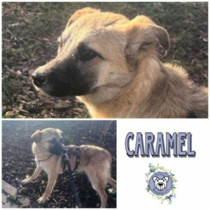 CARAMEL (♂) in 66265 Heusweiler - vermittelt