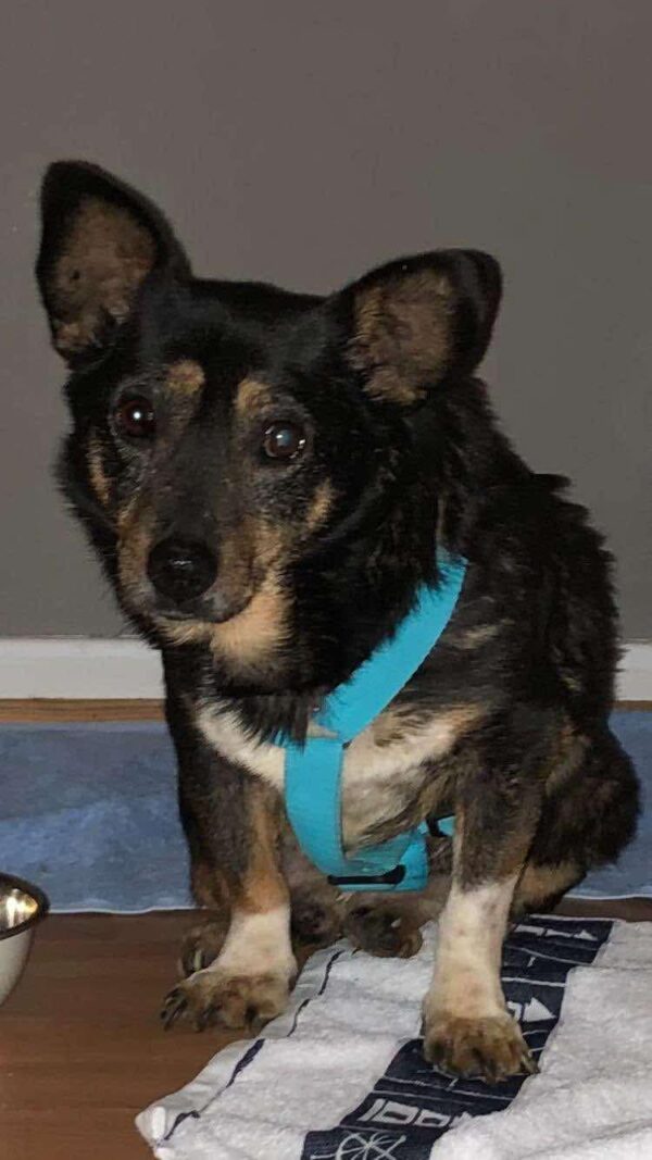 HILDOR - Gnadenplatzhund seit dem 14.02.2025 – Bild 7