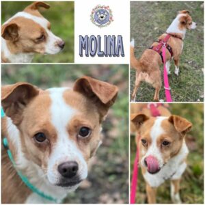 MOLINA (♀) in 18311 Ribnitz Damgarten - vermittelt