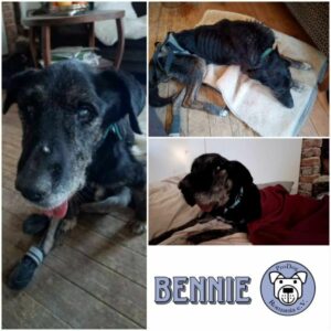 BENNIE - Gnadenplatzhund seit dem 01.02.2025 - RBB 02/2025