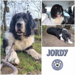 JORDY- Gnadenplatzhund seit dem 23.11.2024 - RBB 03/2025