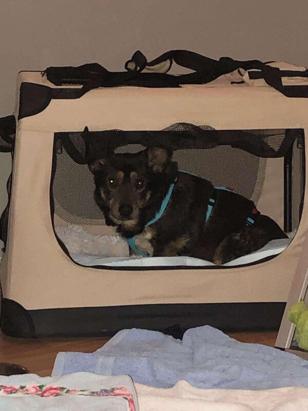 HILDOR - Gnadenplatzhund seit dem 14.02.2025 – Bild 4