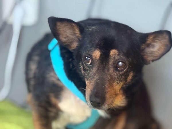HILDOR - Gnadenplatzhund seit dem 14.02.2025 – Bild 5