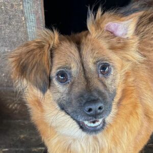 MINA (♀) - auf PS im PLZ Bereich 72 (NE) - vermittelt