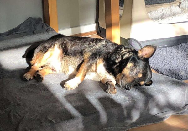 HILDOR - Gnadenplatzhund seit dem 14.02.2025 – Bild 13