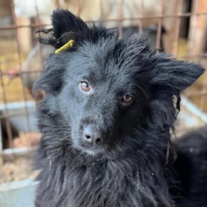 ARTURO (♂) - verfilztes Fell