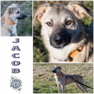 JACOB (♂) in 92637 Weiden - vermittelt