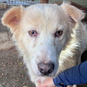 ASMAI (♀) - Hautprobleme, Augenprobleme