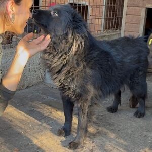 ARTURO (♂) - verfilztes Fell