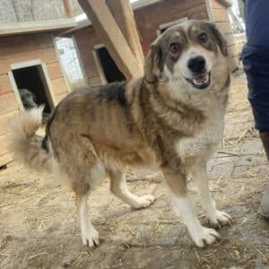 JUANITA (♀) - ausgereist zum TH Tuttlingen (AL)