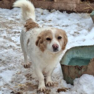 BINO (♂) - vermittelt JW