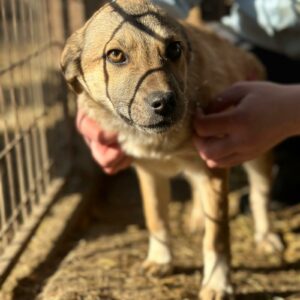 PIPPILOTTA (♀) - auf PS im PLZ Bereich 21 (SE) - vermittelt