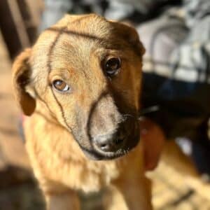 PICOLINO (♂) - ausgereist zur Hundescheune Flämig (AL)