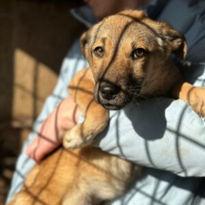 NILIN (♀) - ausgereist zur Tierhilfe Lebenswert DR 28.03.25