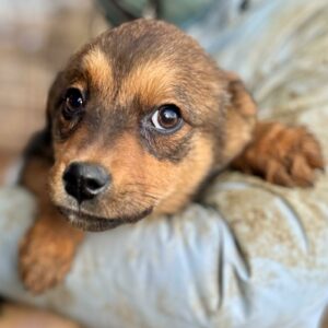 AMI (♀) - auf PS im PLZ Bereich 61 (NE) *ausgereist* - vermittelt