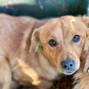 JELKO (♂) - vermittelt MD