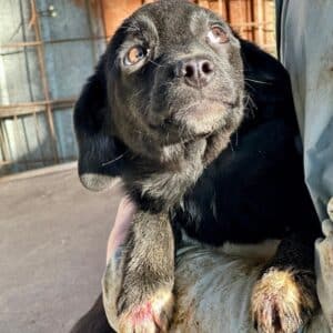 LEVKE (♀)-  auf PS im Bereich 55 (NU) - vermittelt