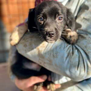 LUPI (♂) - auf PS im PLZ Bereich 23 (NE) - vermittelt