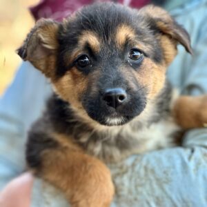 NELLA (♀) - auf PS im PLZ Bereich 74 (NE) - vermittelt