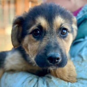 FLO (♀) - auf PS im PLZ Bereich 74 (NE) *ausgereist* - vermittelt